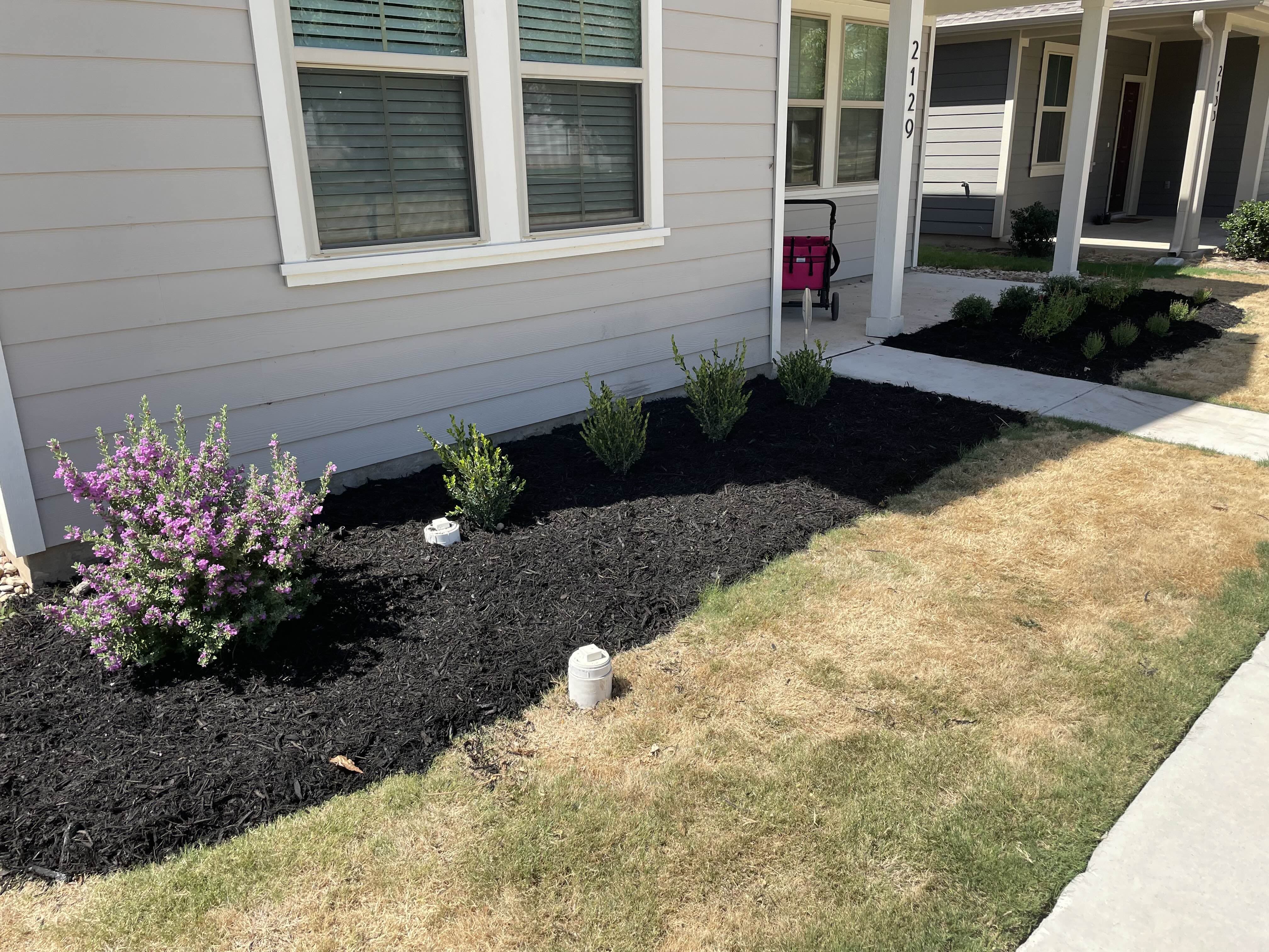 After - Outdated, struggling plants were replaced with fresh, climate-appropriate greenery and finished with a clean layer of mulch — giving the space new life and lasting curb appeal.